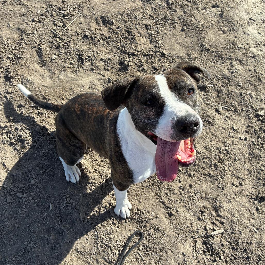 Raven, a ADOPTABLE Pit Bull Terrier in Fallon, NV image 4/4
