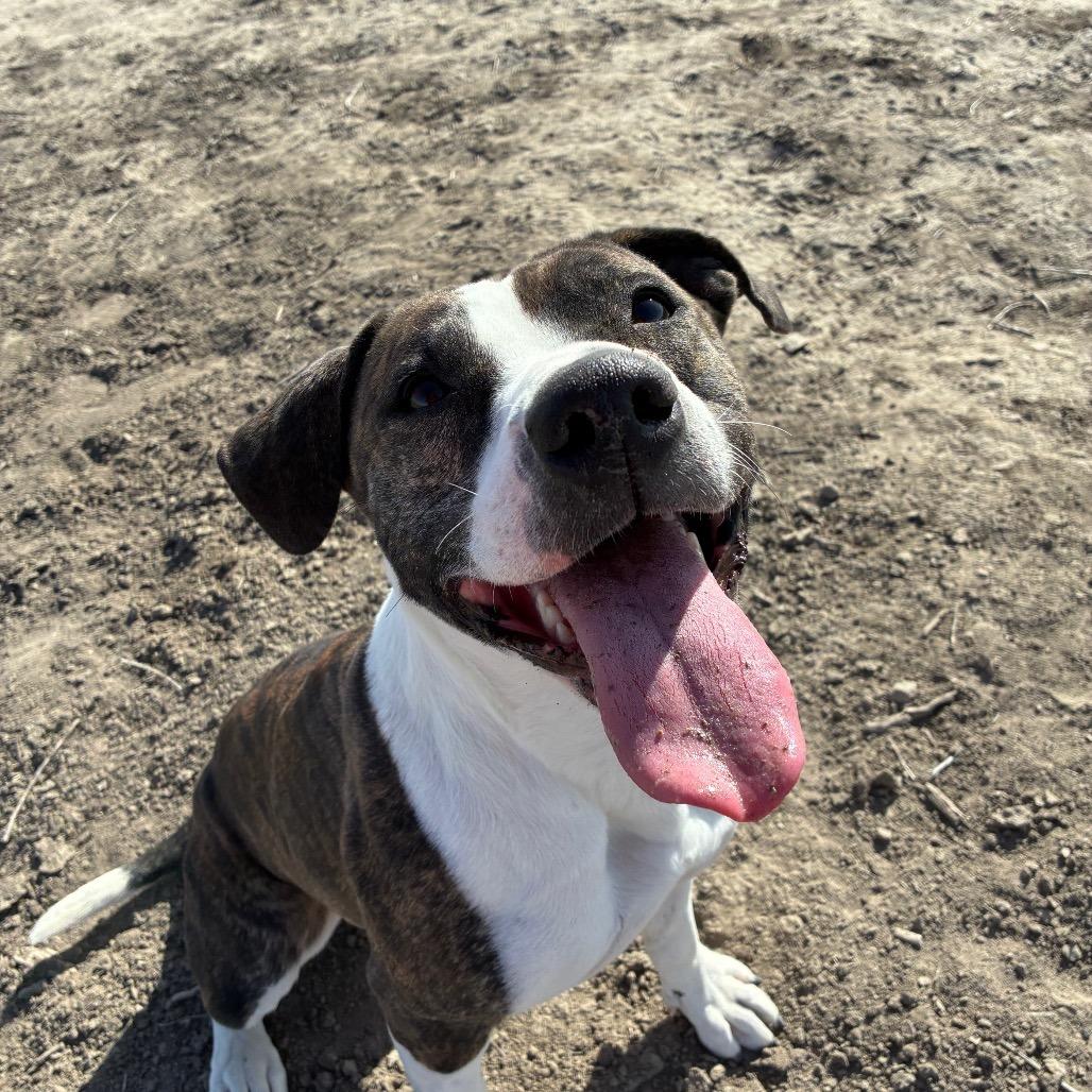 Raven, a ADOPTABLE Pit Bull Terrier in Fallon, NV image 3/4