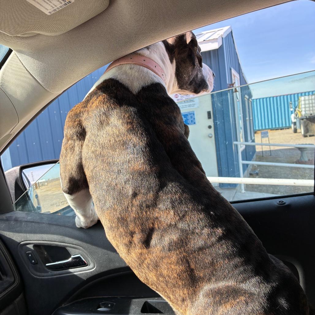 Raven, a ADOPTABLE Pit Bull Terrier in Fallon, NV image 2/4