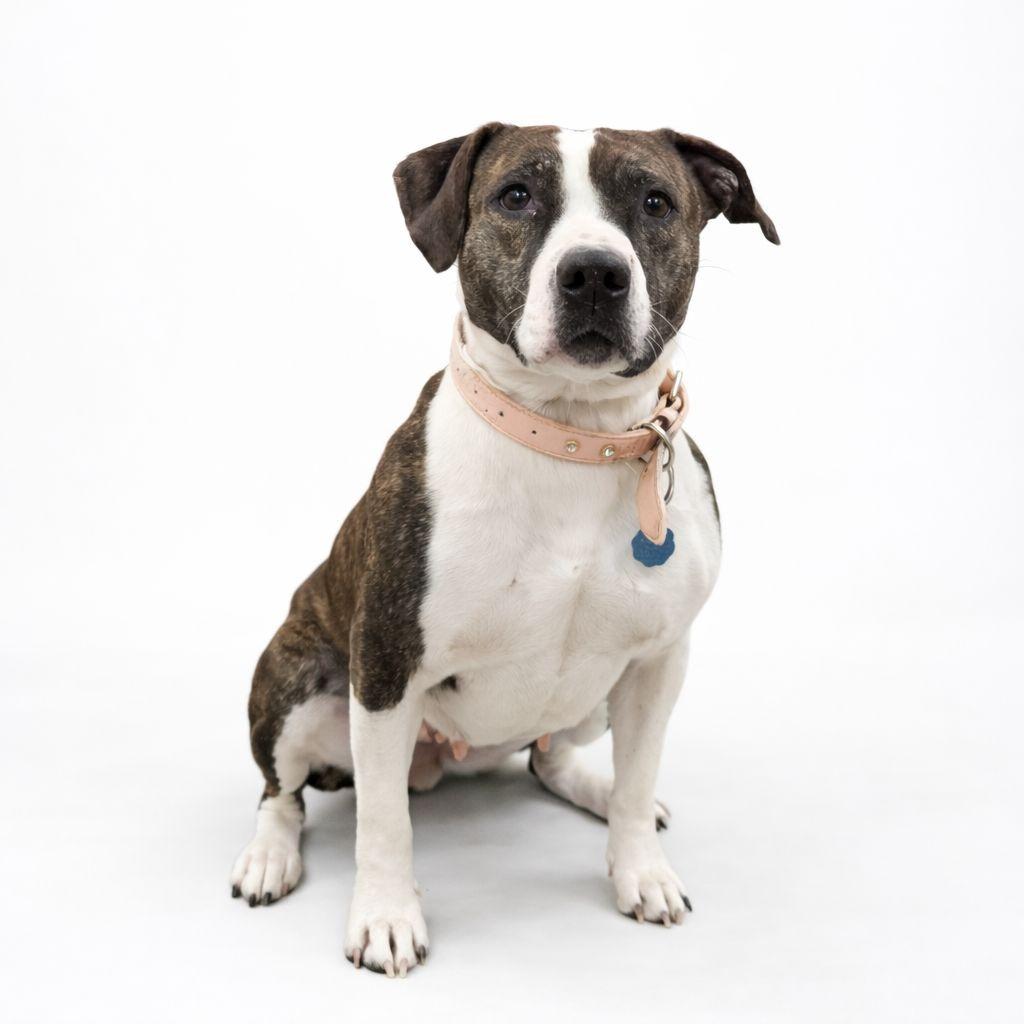 Raven, ADOPTABLE, Adult Female Pit Bull Terrier.