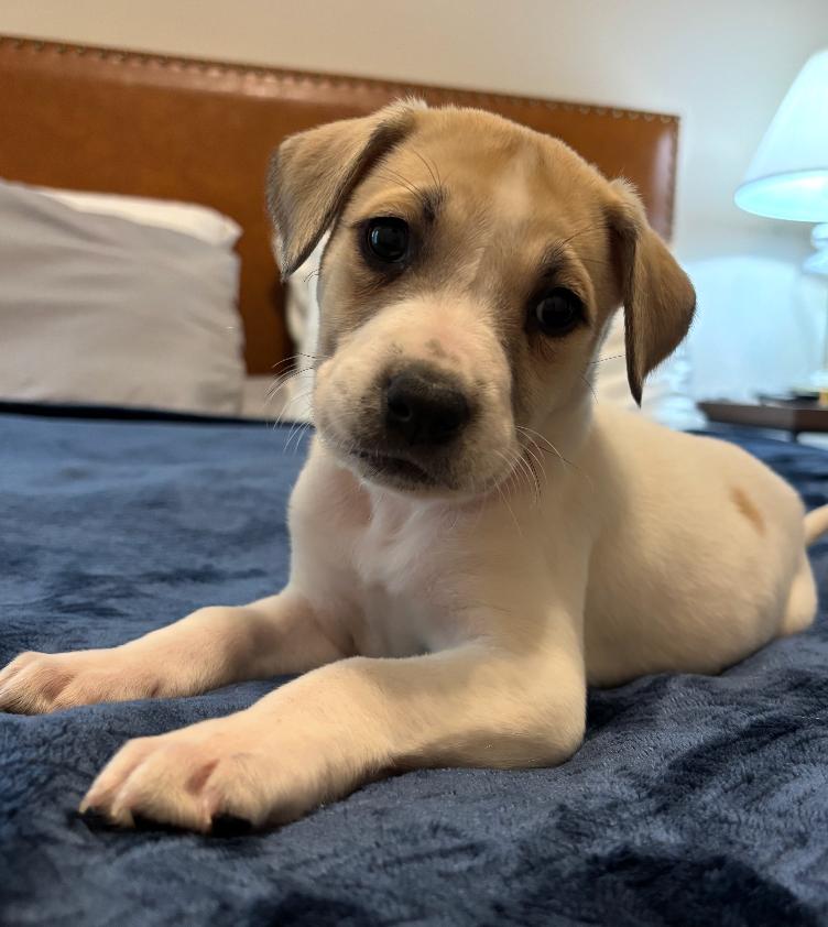 Enlarge Daisy , an adopted mixed breed in Arlington , VA image 3/4