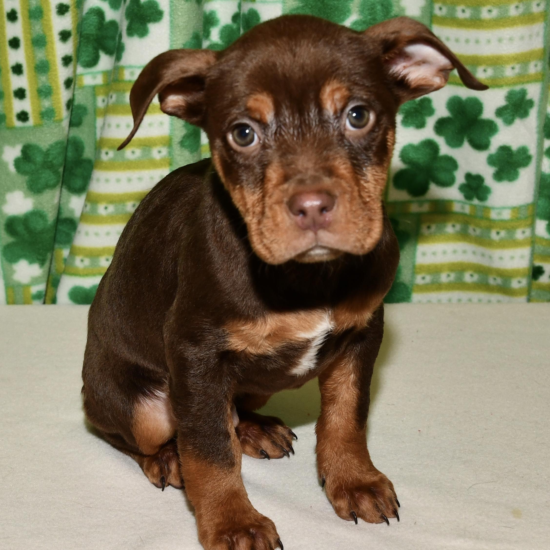 Enlarge Cedar, an adopted mixed breed in Libertyville, IL image 2/2