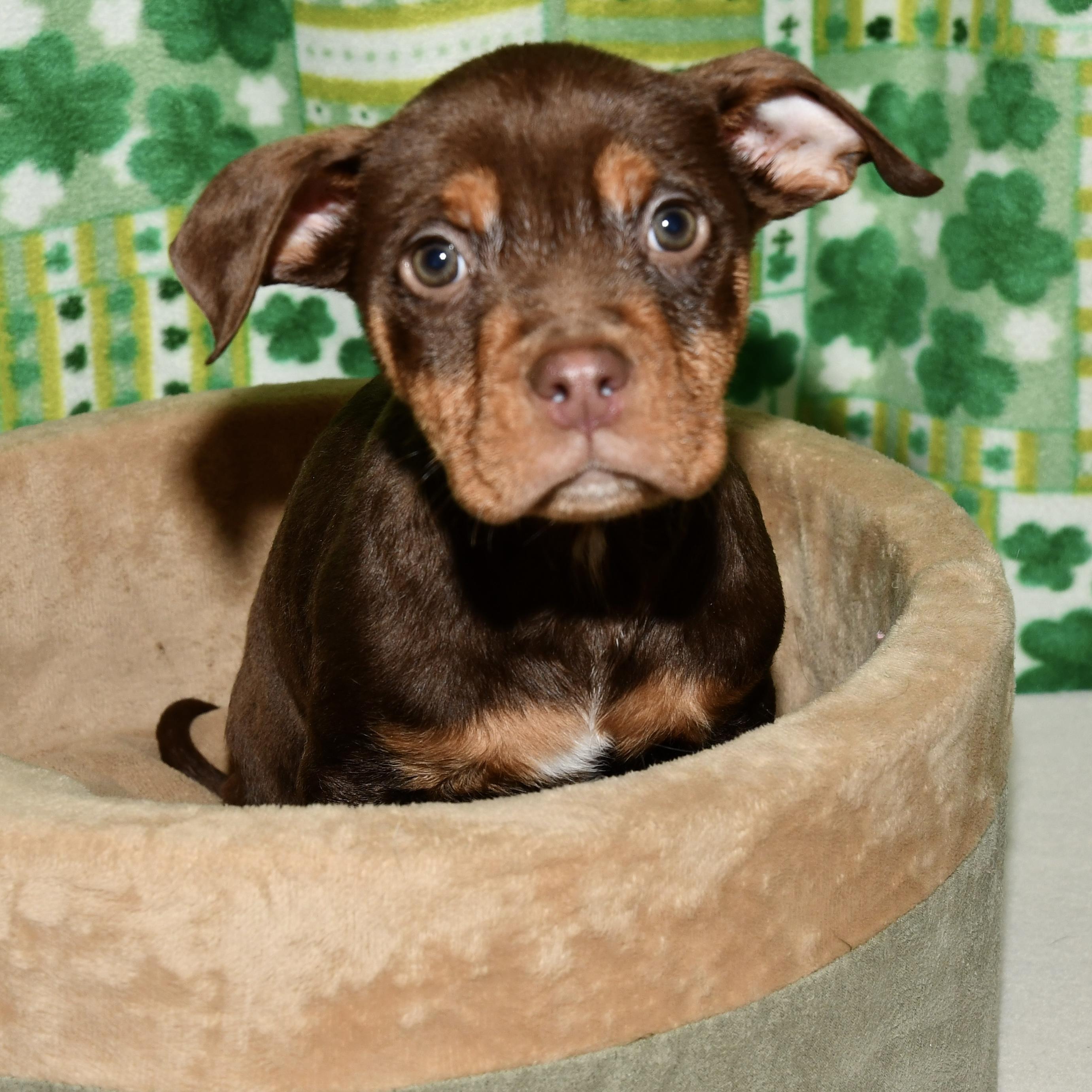 Cedar, adopted, Puppy Male Pit Bull Terrier.