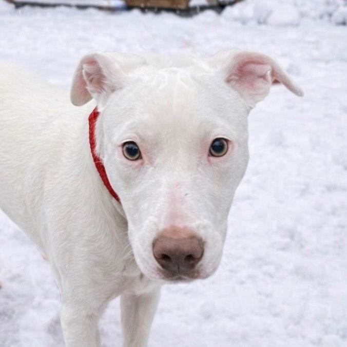 Molly3, Adoptable, Young Female Terrier.