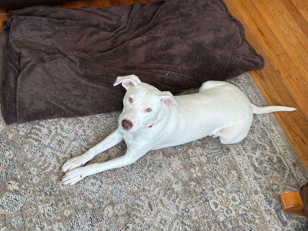 Enlarge Molly3, a Adoptable Terrier in Bloomfield, CT image 2/3