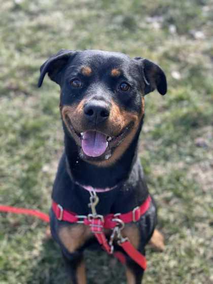 Acorn, Adoptable, Adult Female Rottweiler & Mixed Breed.