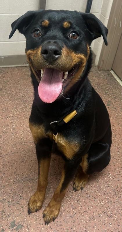 Acorn, a Adoptable mixed breed in New Albany, IN image 1/3