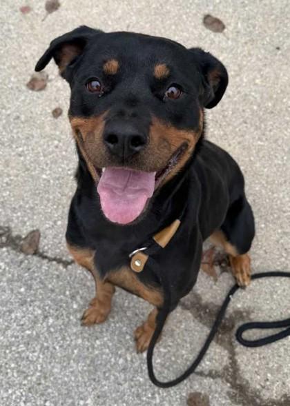 Acorn, a Adoptable mixed breed in New Albany, IN image 3/3