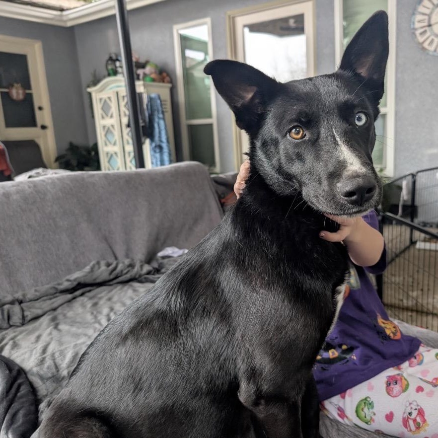 Enlarge Luna, a ADOPTABLE mixed breed in Modesto, CA image 2/3