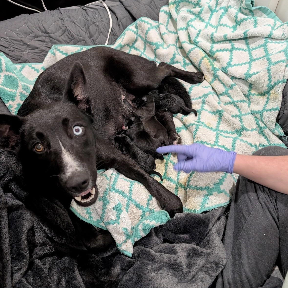 Luna, ADOPTABLE, Adult Female Border Collie & German Shepherd Dog.