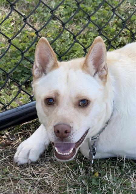 DOG, Adoptable, Young Male German Shepherd Dog & Mixed Breed.
