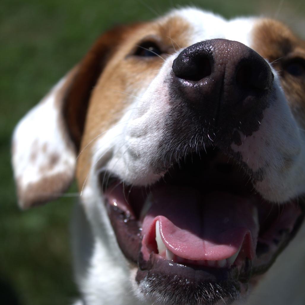 Enlarge Poppy, a Adoptable mixed breed in Springfield, MO image 1/5