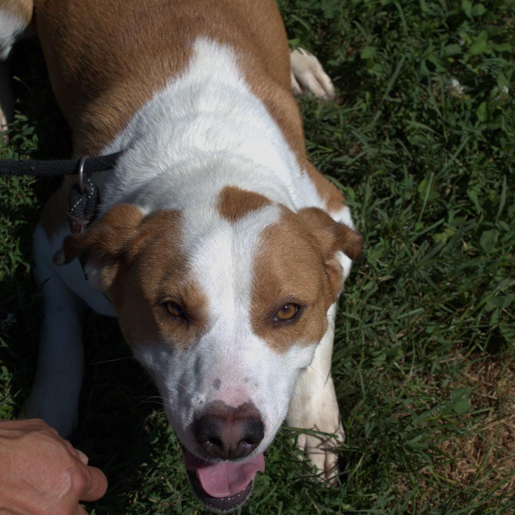 Enlarge Poppy, a Adoptable mixed breed in Springfield, MO image 2/5