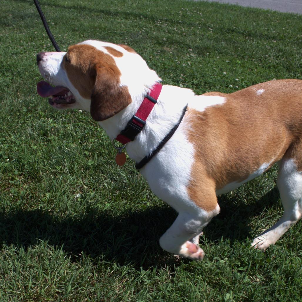 Enlarge Poppy, a Adoptable mixed breed in Springfield, MO image 3/5