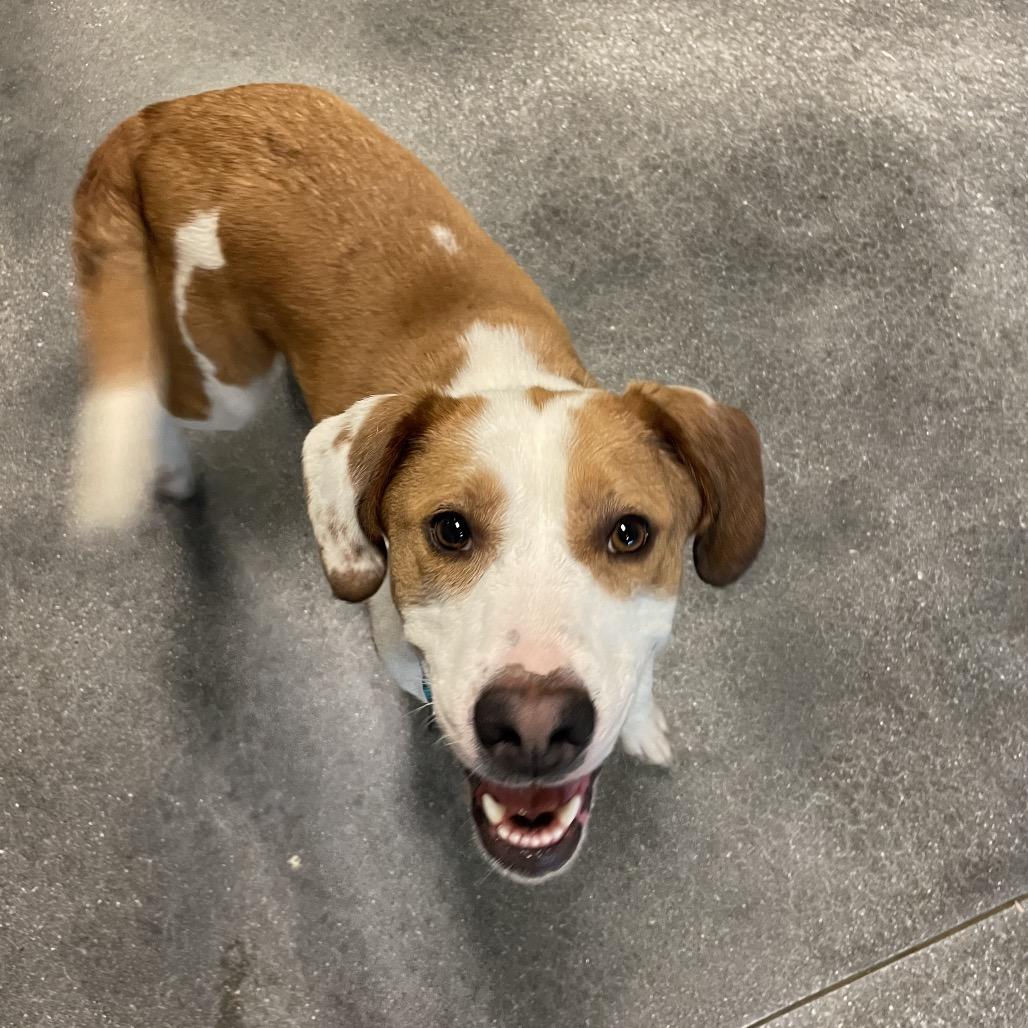 Enlarge Poppy, a Adoptable mixed breed in Springfield, MO image 4/5