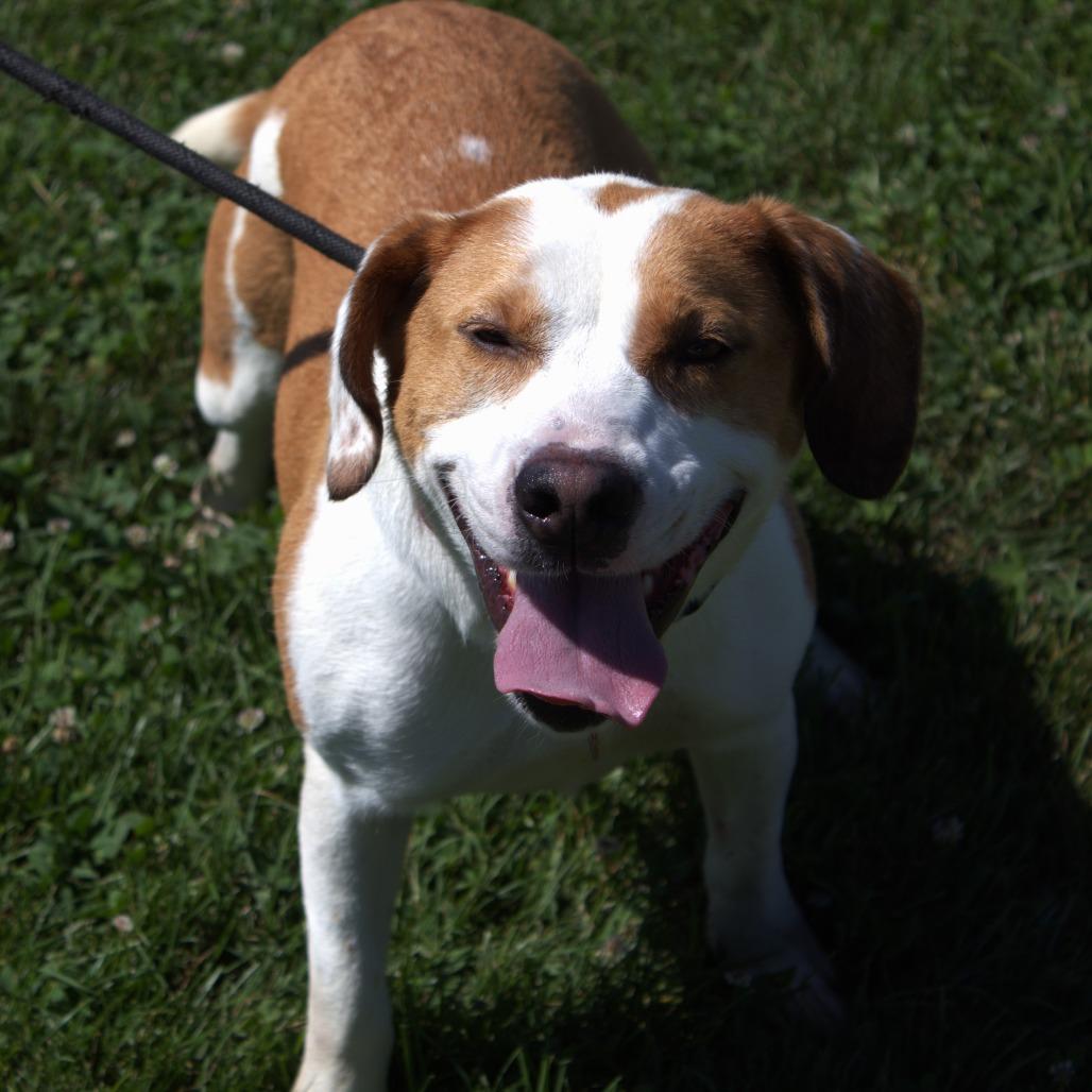 Enlarge Poppy, a Adoptable mixed breed in Springfield, MO image 5/5
