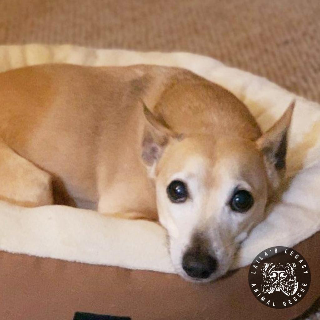 Spike, Adoptable, Senior Male Parson Russell Terrier & Mixed Breed.