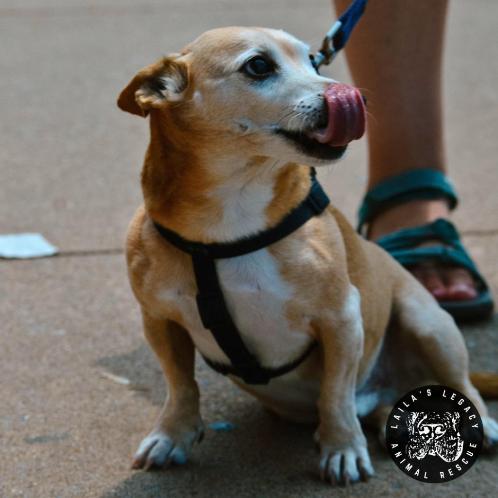 Enlarge Spike, a Adoptable mixed breed in Washington, DC image 2/6