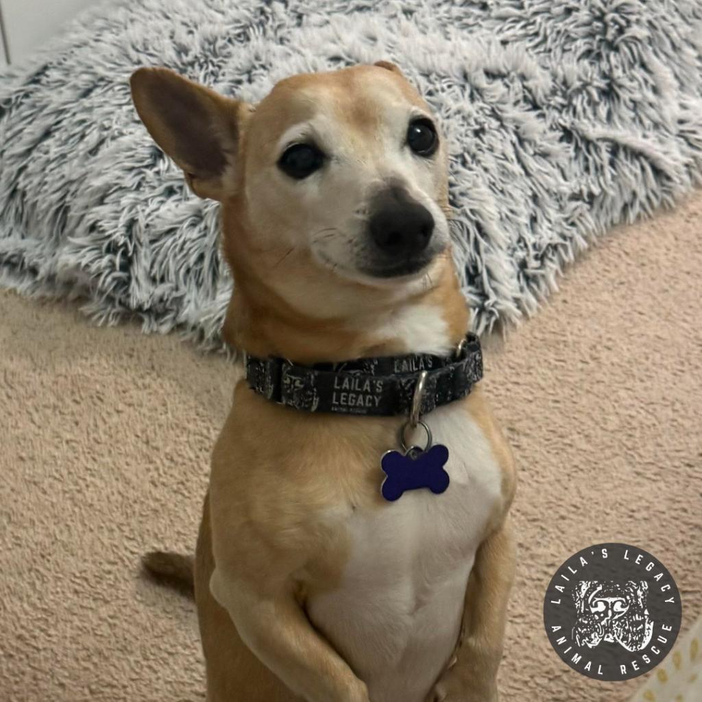 Enlarge Spike, a Adoptable mixed breed in Washington, DC image 3/6