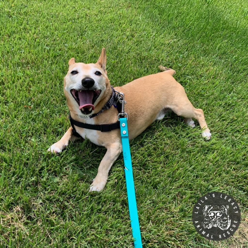 Enlarge Spike, a Adoptable mixed breed in Washington, DC image 4/6