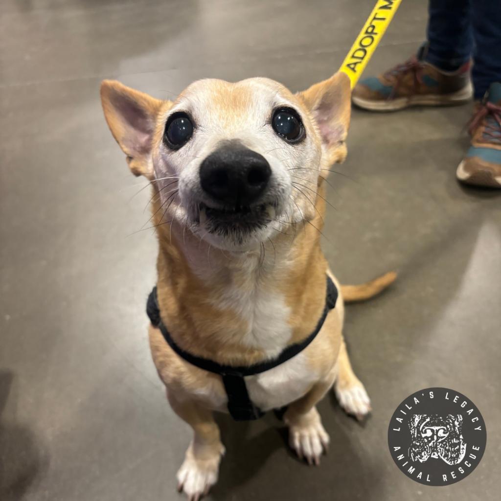 Enlarge Spike, a Adoptable mixed breed in Washington, DC image 5/6