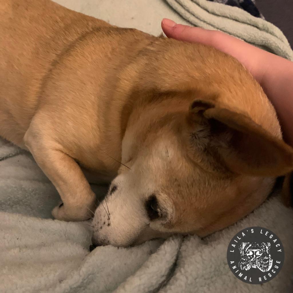 Enlarge Spike, a Adoptable mixed breed in Washington, DC image 6/6