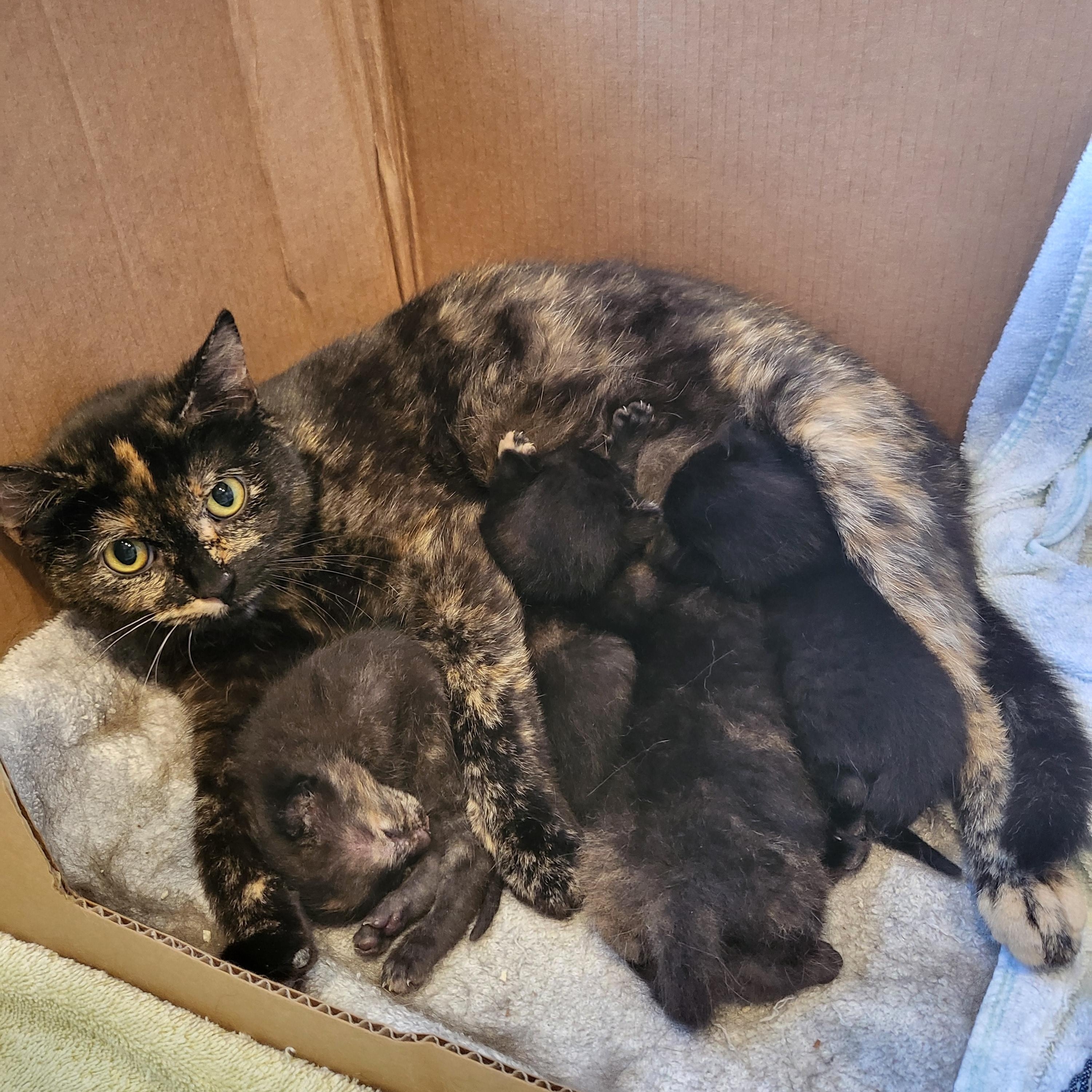 Friends - LaVergne, an adoptable Domestic Short Hair in Wells, ME, 04090 | Photo Image 2