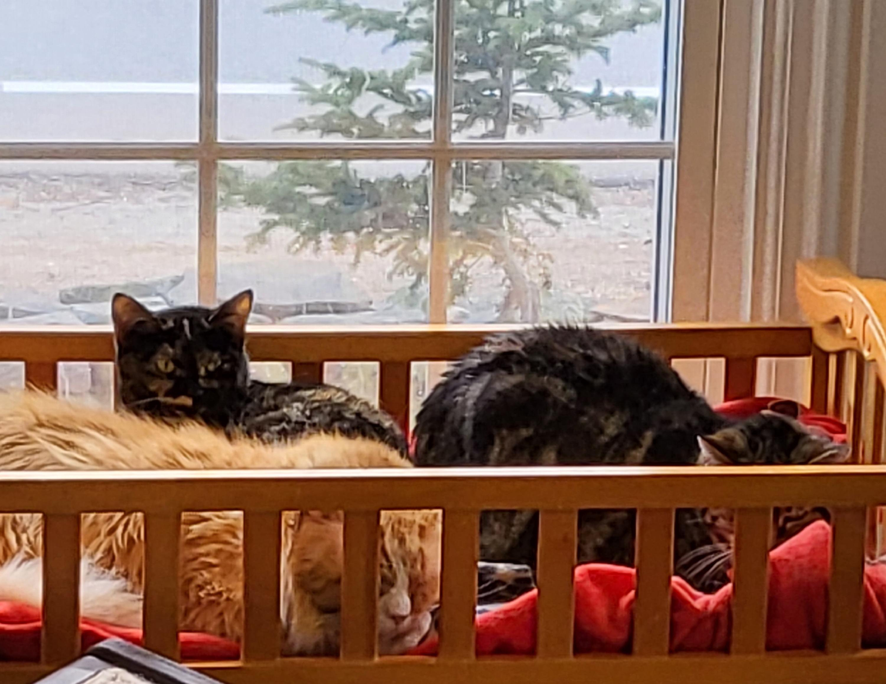 Enlarge LaVergne, a Adoptable Domestic Short Hair in Wells, ME image 3/3