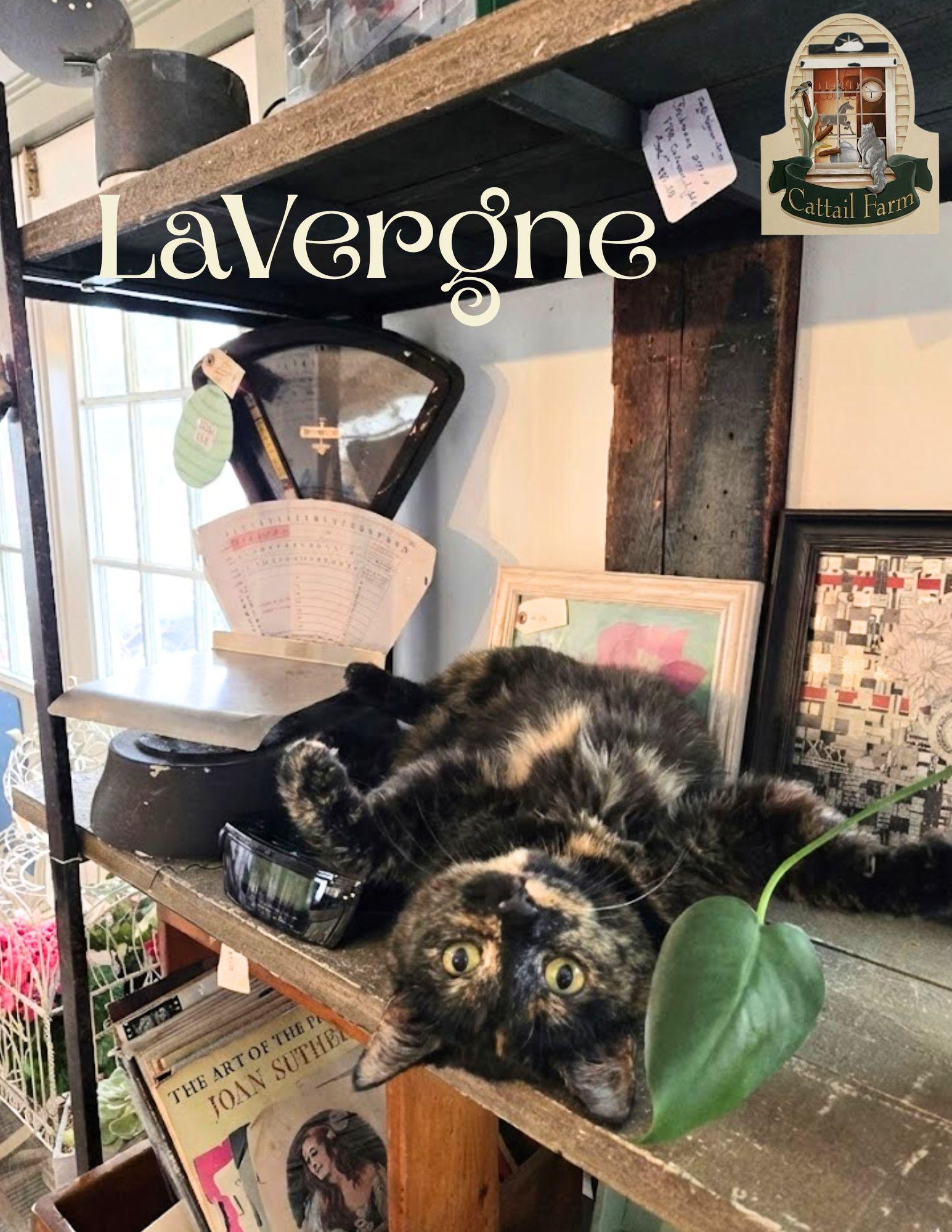 Enlarge LaVergne, a Adoptable Domestic Short Hair in Wells, ME image 1/3