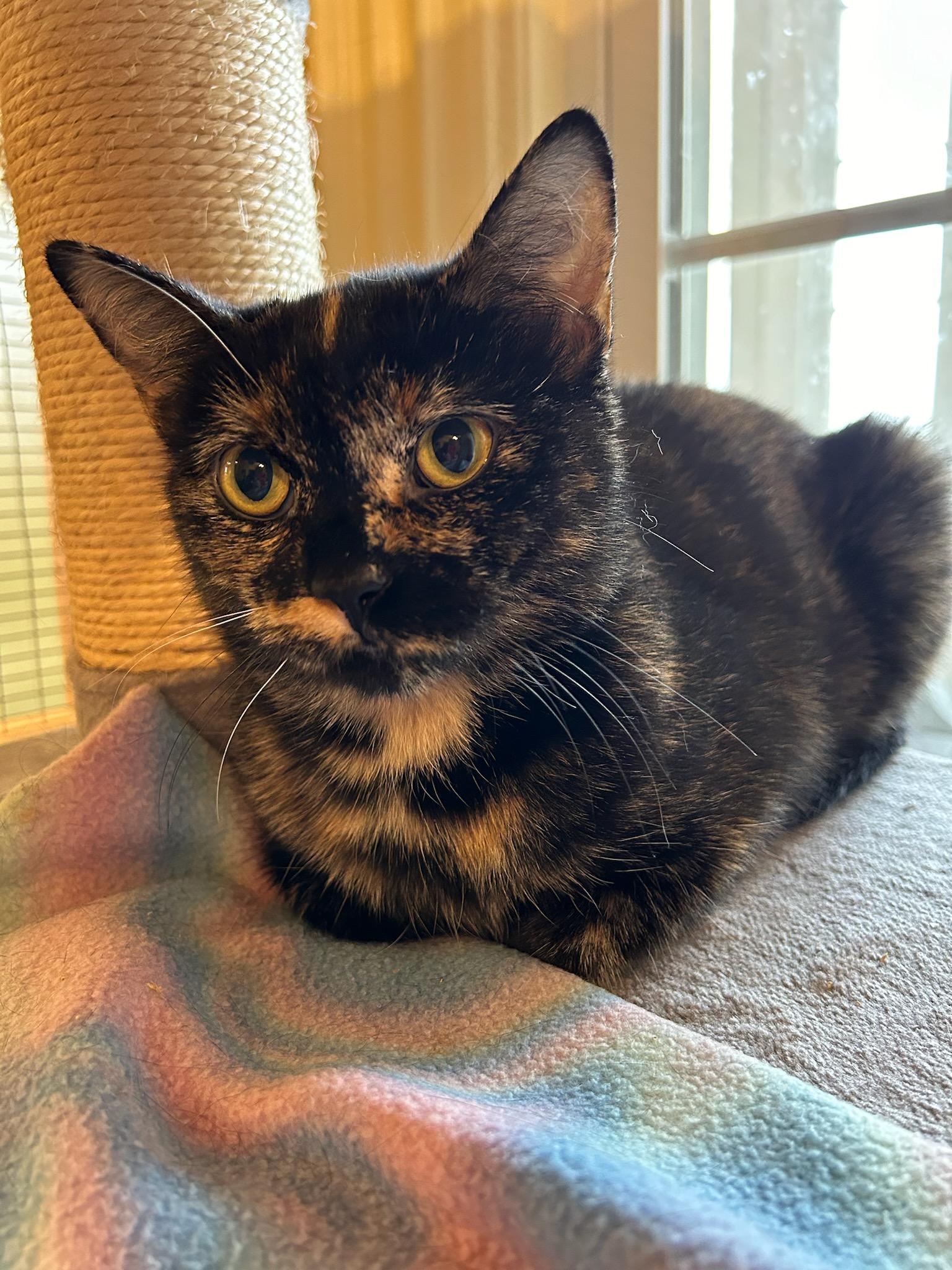 Enlarge LaVergne, a Adoptable Domestic Short Hair in Wells, ME image 2/3