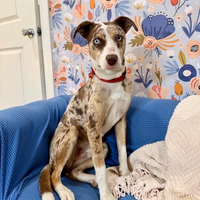 Romeo Darling the Blue Eyed Heartthrob — thumbnail 2