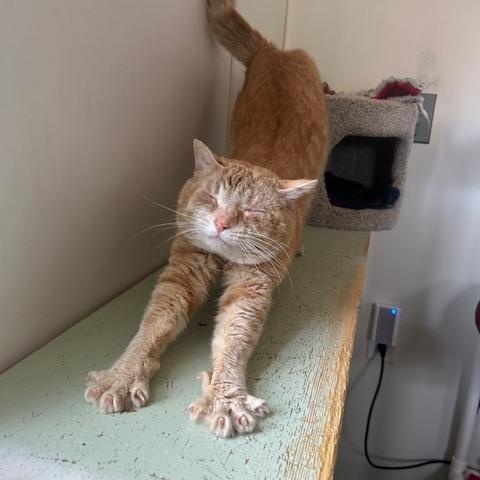 Frostbite, a ADOPTABLE Domestic Short Hair in Ashland, OH image 6/6