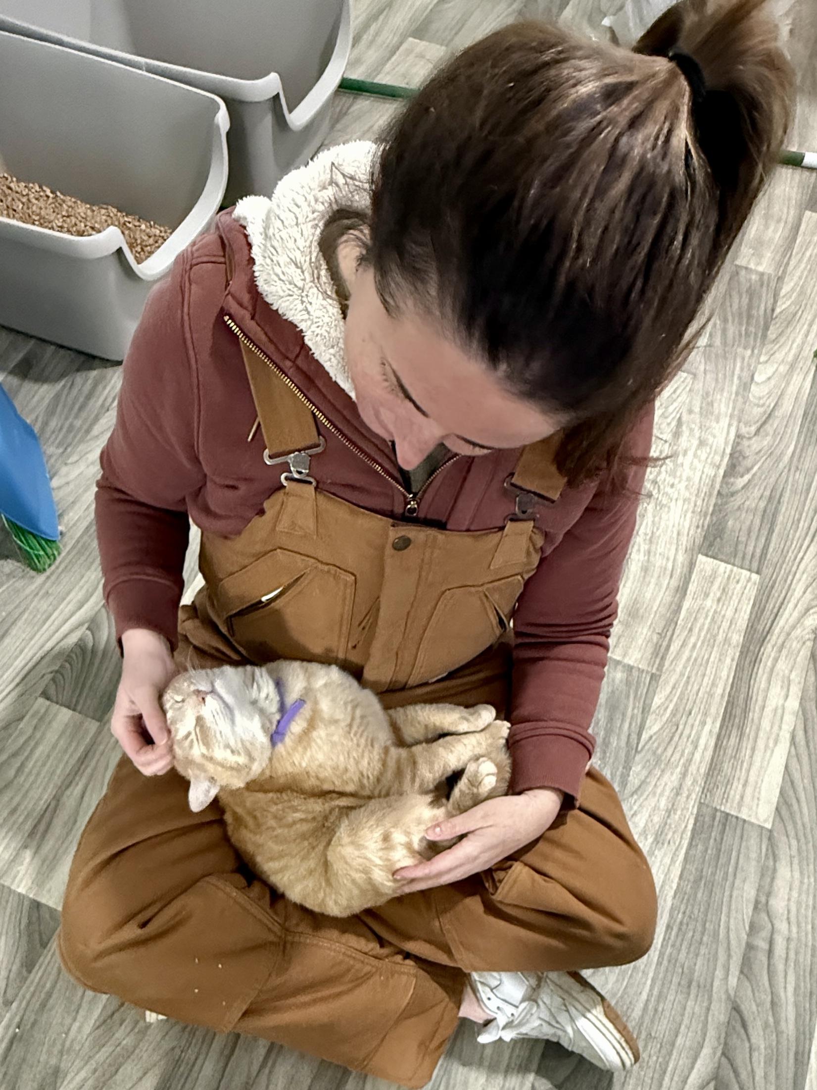 Frostbite, a ADOPTABLE Domestic Short Hair in Ashland, OH image 3/6