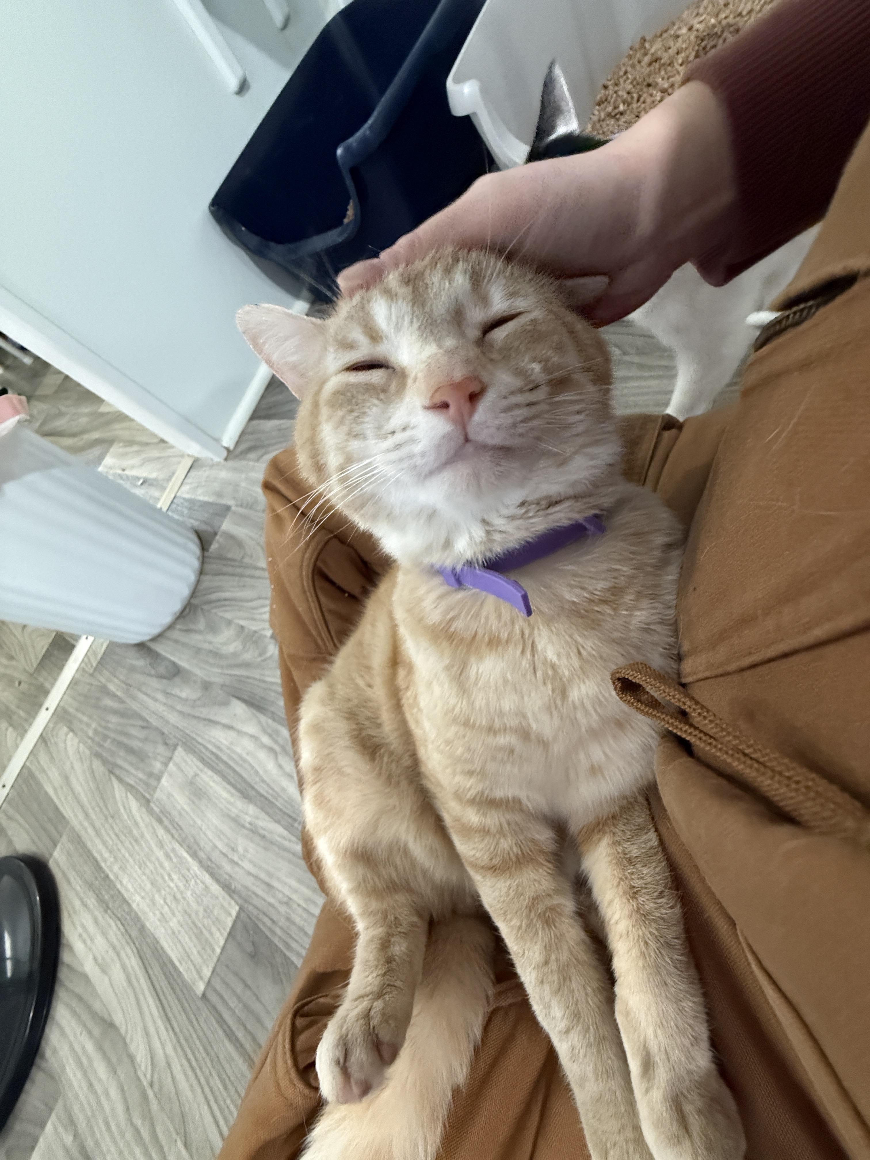 Frostbite, a ADOPTABLE Domestic Short Hair in Ashland, OH image 4/6