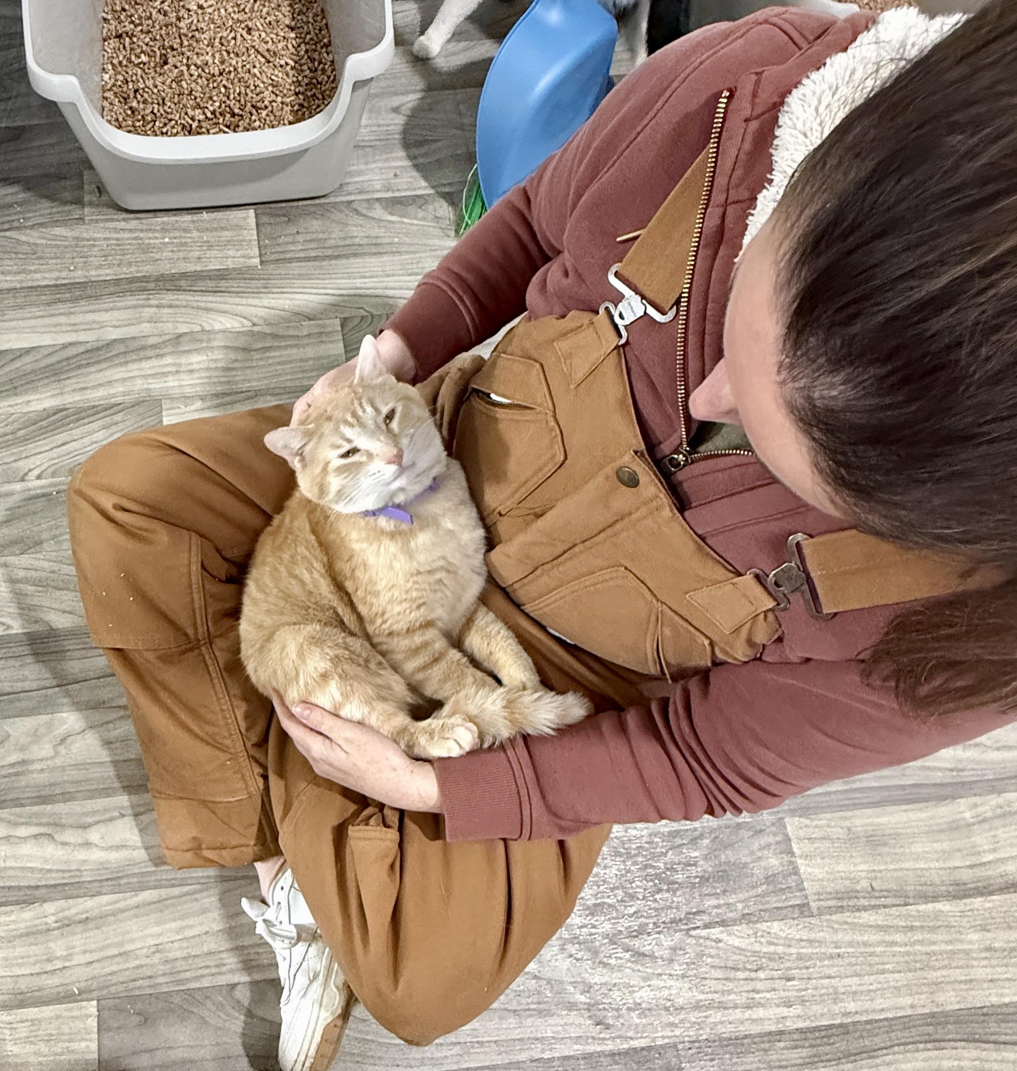 Frostbite, a ADOPTABLE Domestic Short Hair in Ashland, OH image 2/6