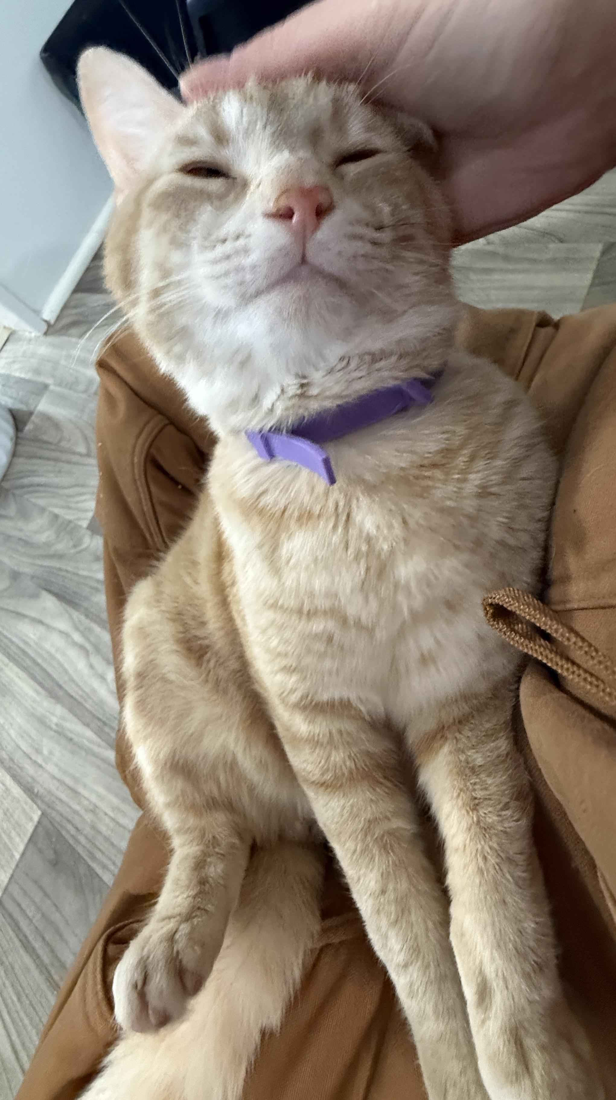 Frostbite, a ADOPTABLE Domestic Short Hair in Ashland, OH image 5/6