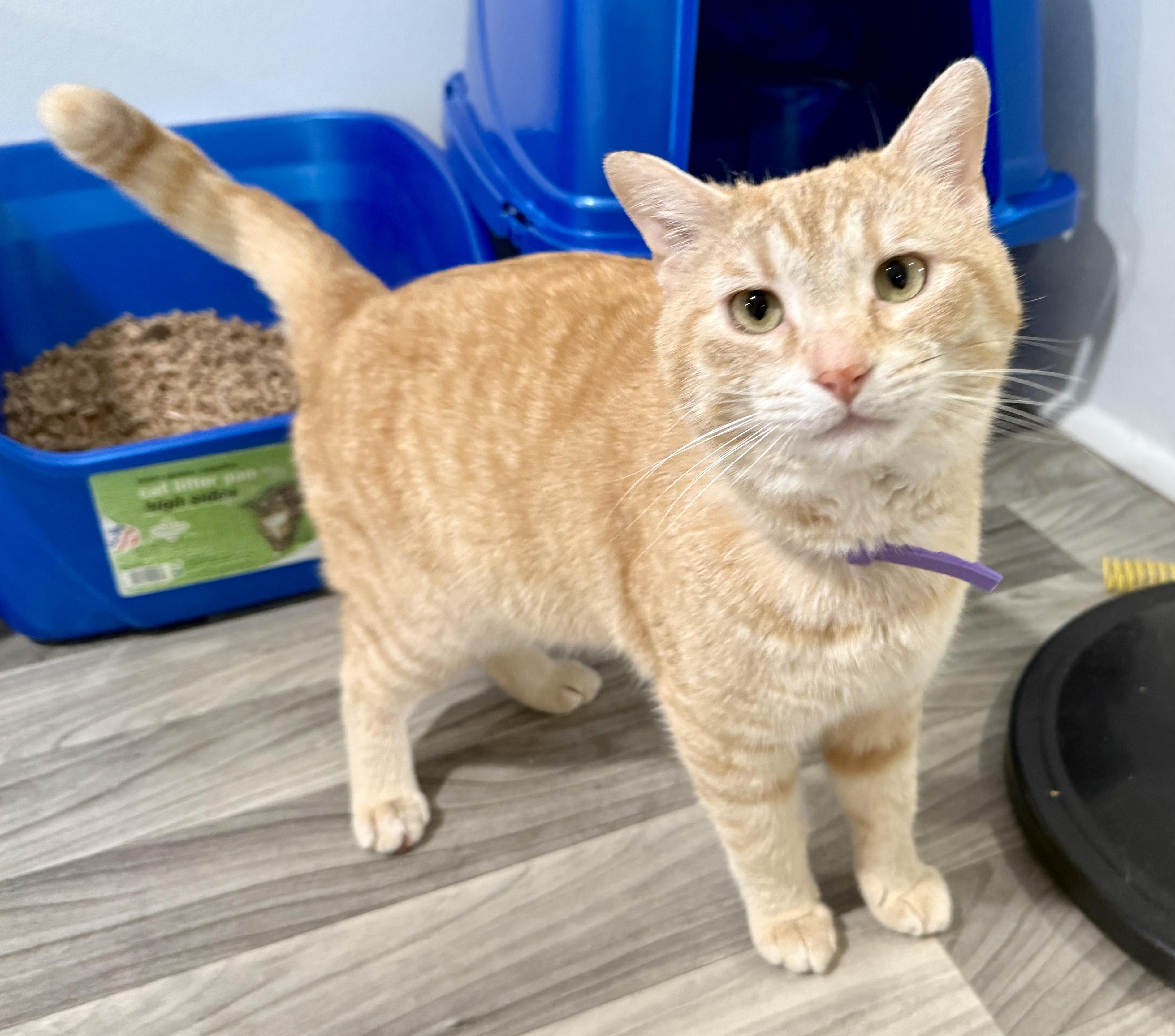 Frostbite, a ADOPTABLE Domestic Short Hair in Ashland, OH image 1/6