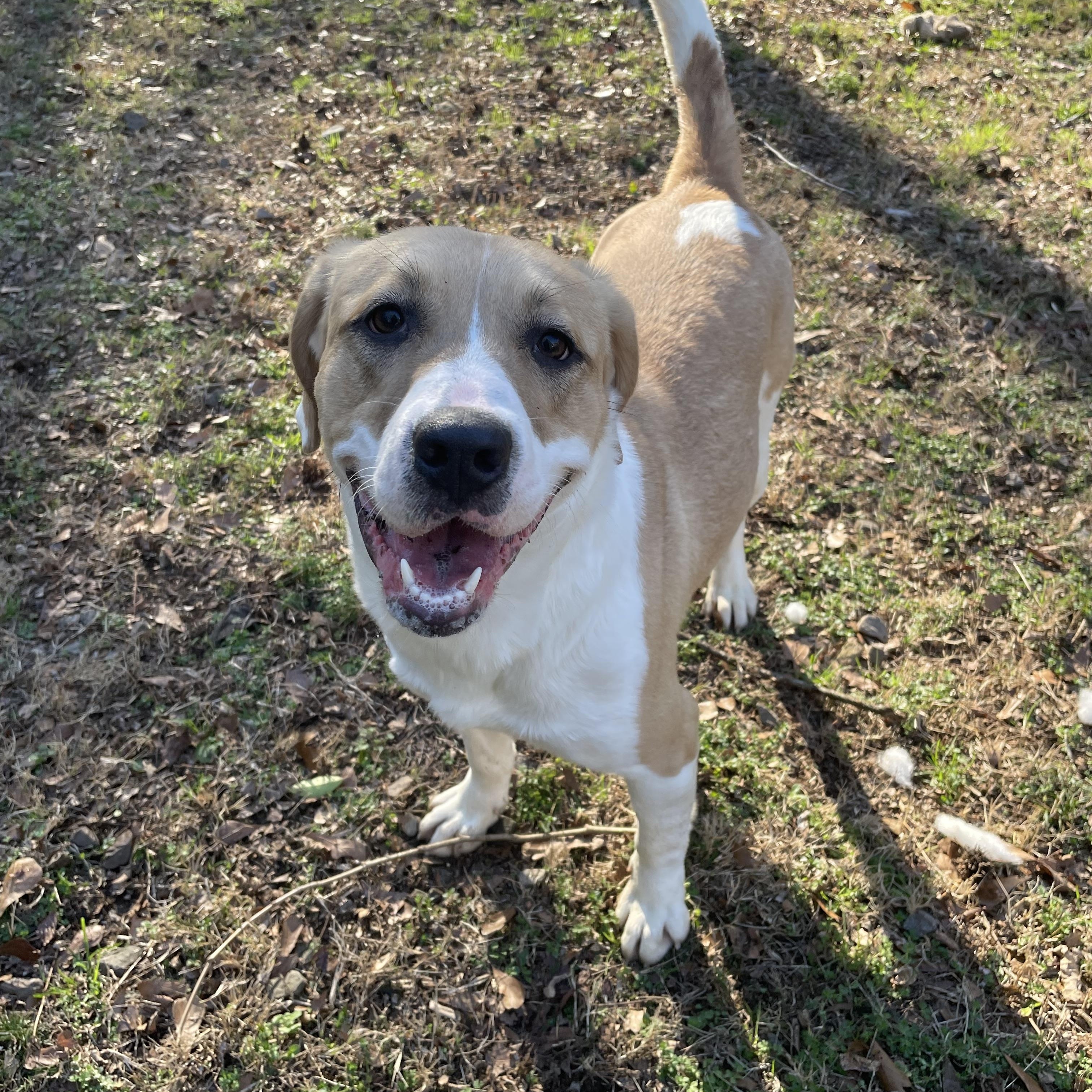 Enlarge Chimkin, a Adoptable mixed breed in Heber Springs, AR image 3/3