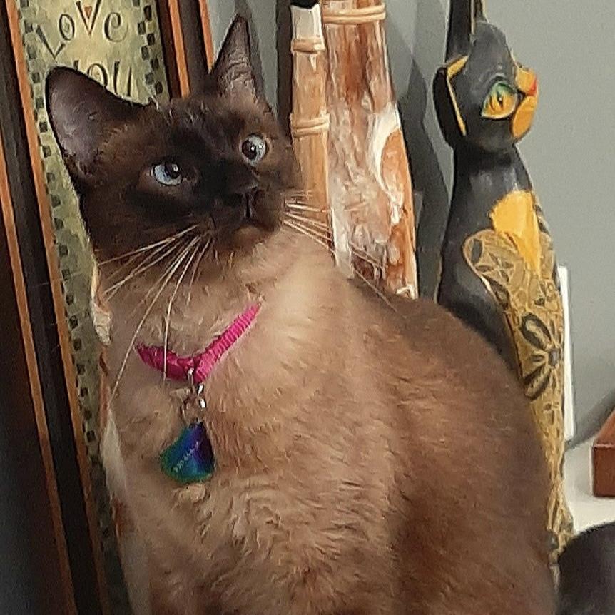 Enlarge Pinkie Pie, an adopted Siamese in Bentonville, AR image 1/2