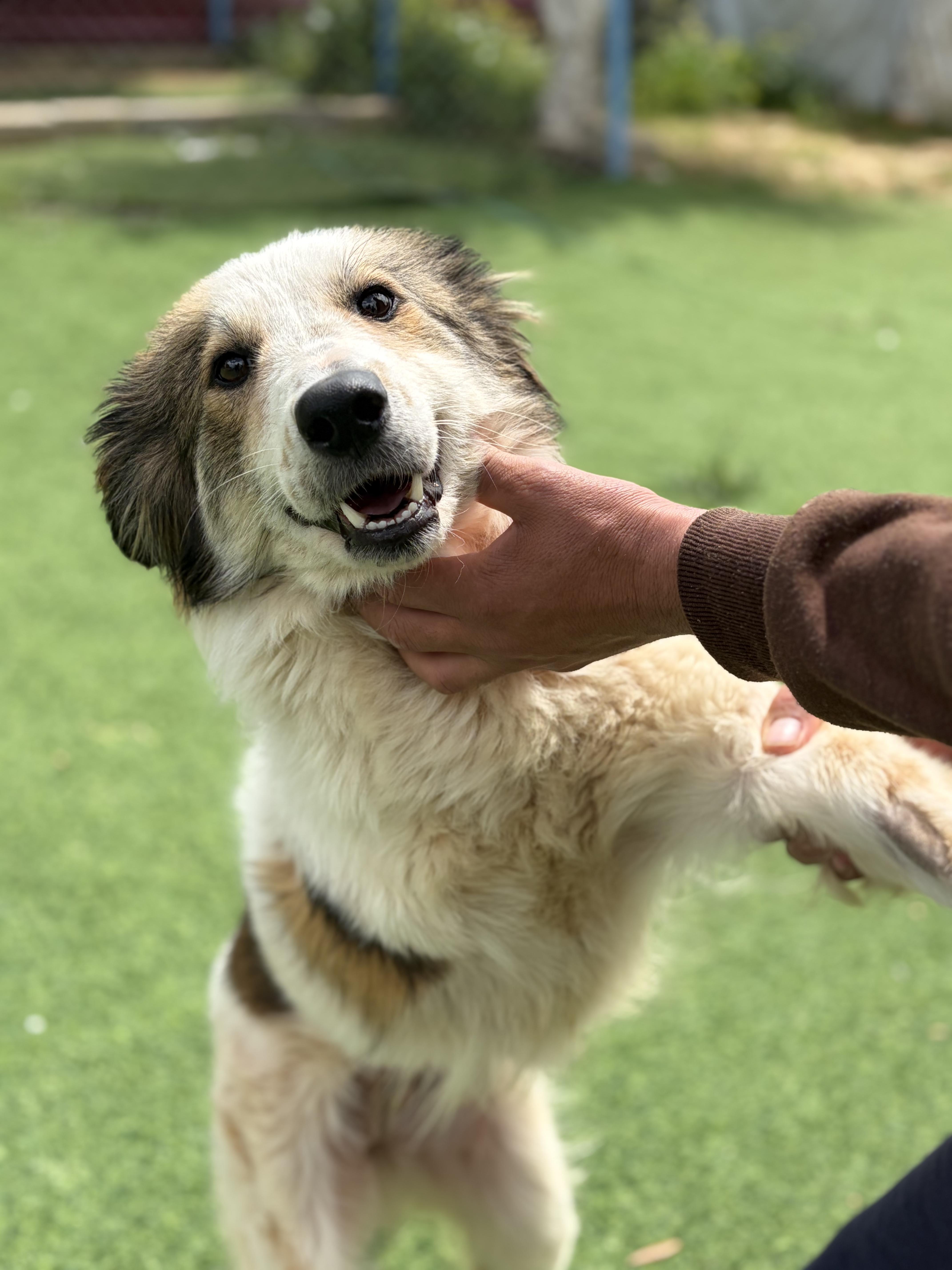 Anbar, the Special Gem, Adoptable, Adult Female Canaan Dog.