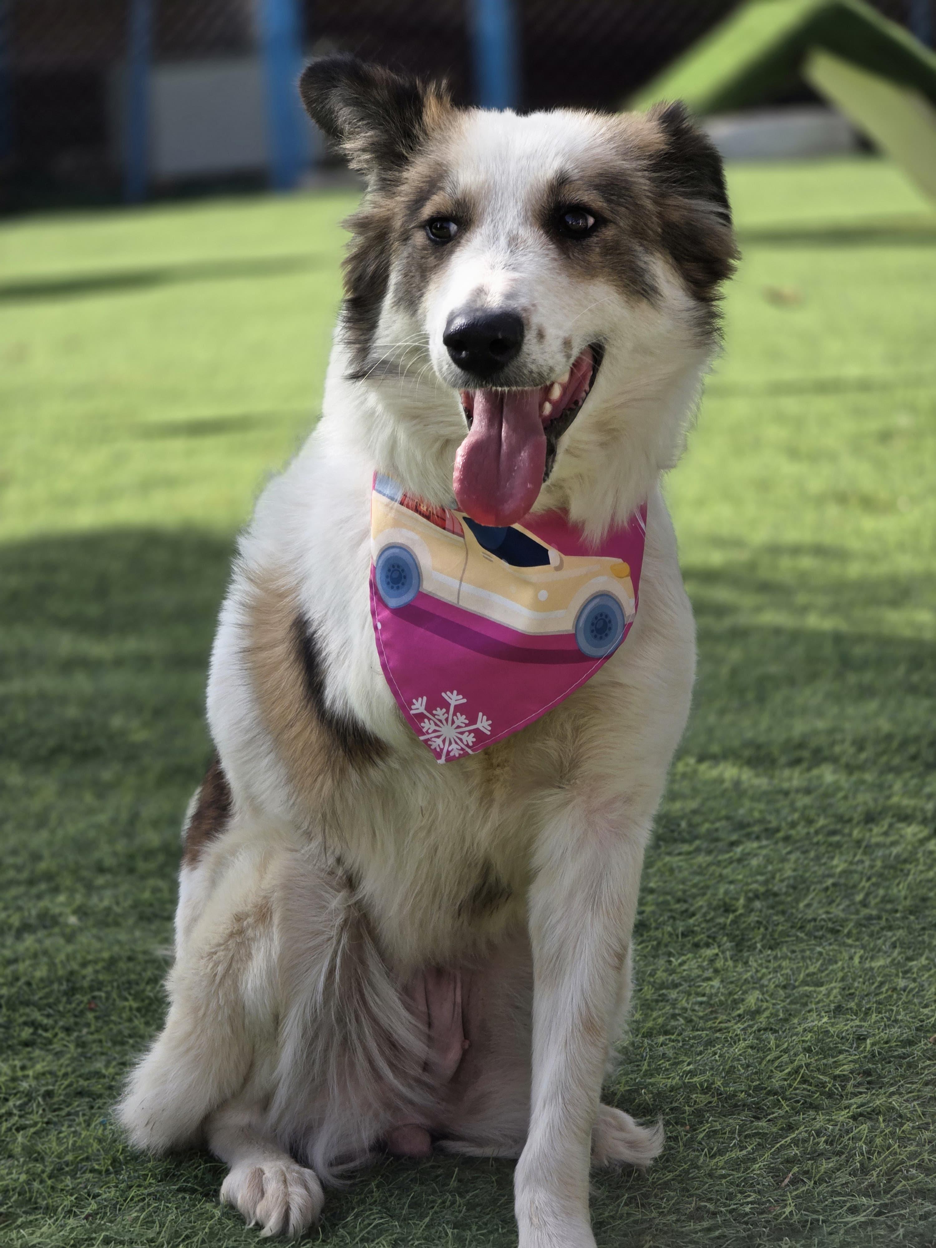 Enlarge Anbar, the Special Gem, a Adoptable mixed breed in Somerset, NJ image 2/6