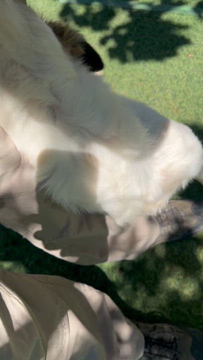 Enlarge Anbar, the Special Gem, a Adoptable mixed breed in Somerset, NJ video 5/6