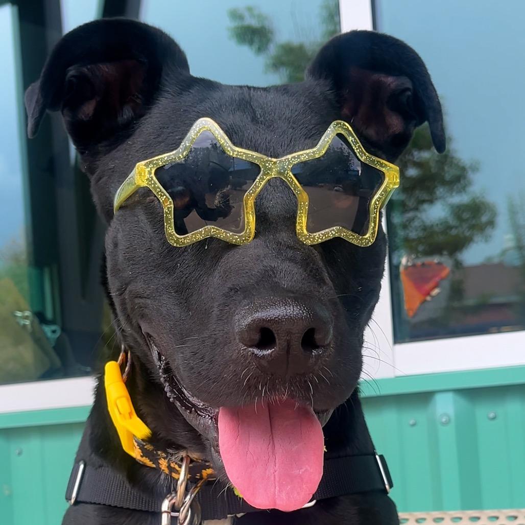 Primrose, Adoptable, Adult Female Black Labrador Retriever & Mixed Breed.