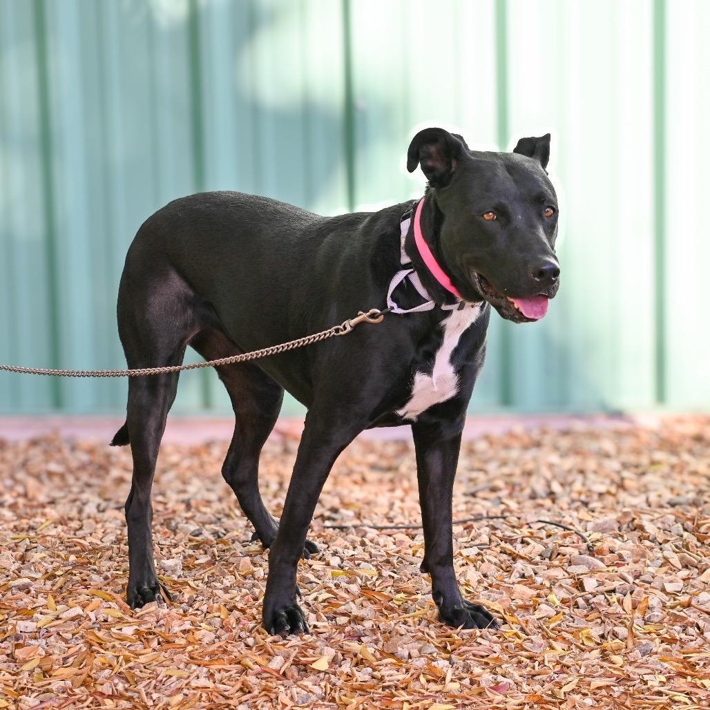 Enlarge Primrose, a Adoptable mixed breed in Albuquerque, NM image 2/5
