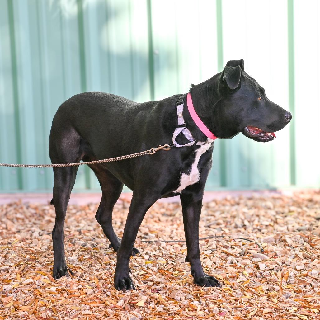 Enlarge Primrose, a Adoptable mixed breed in Albuquerque, NM image 3/5