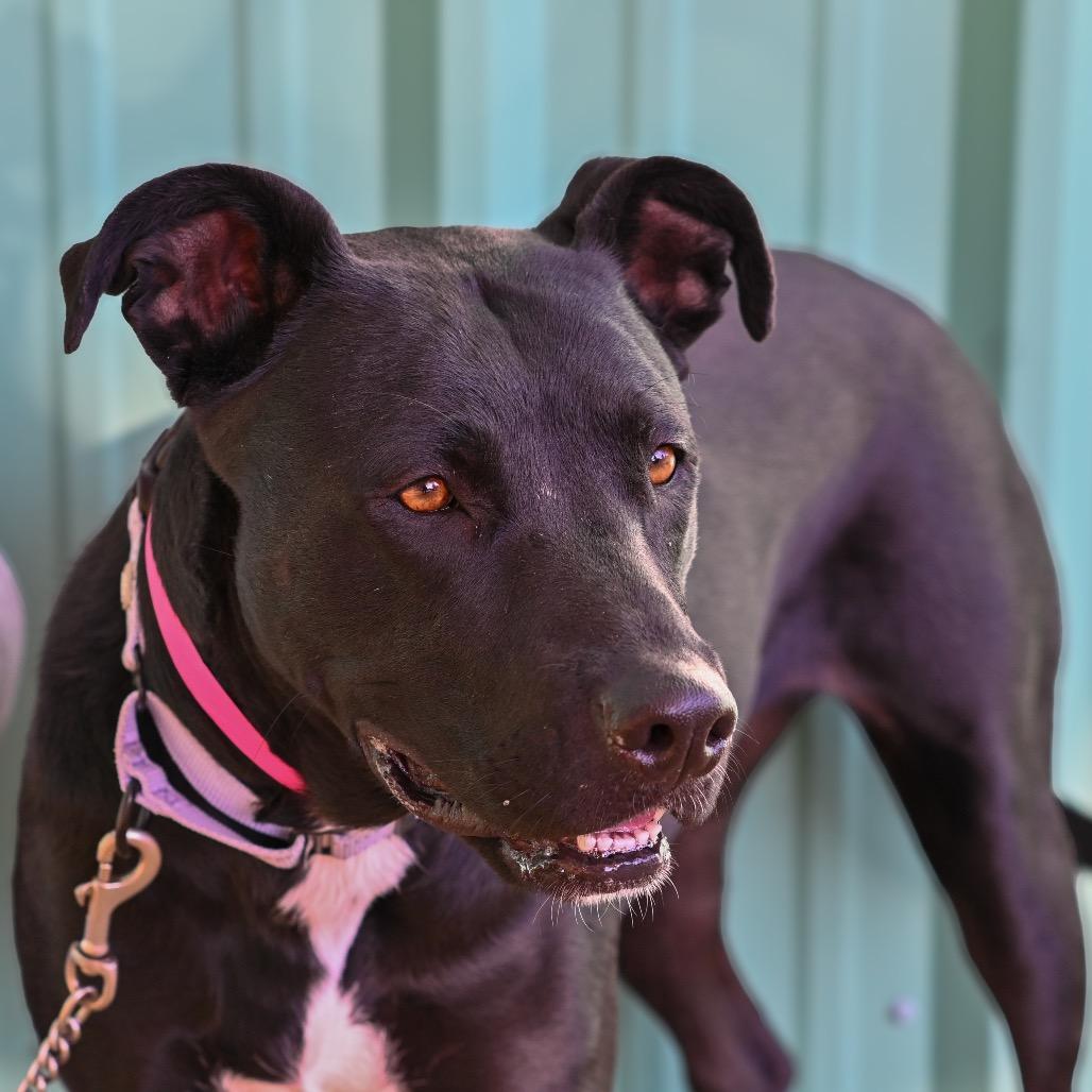 Enlarge Primrose, a Adoptable mixed breed in Albuquerque, NM image 4/5