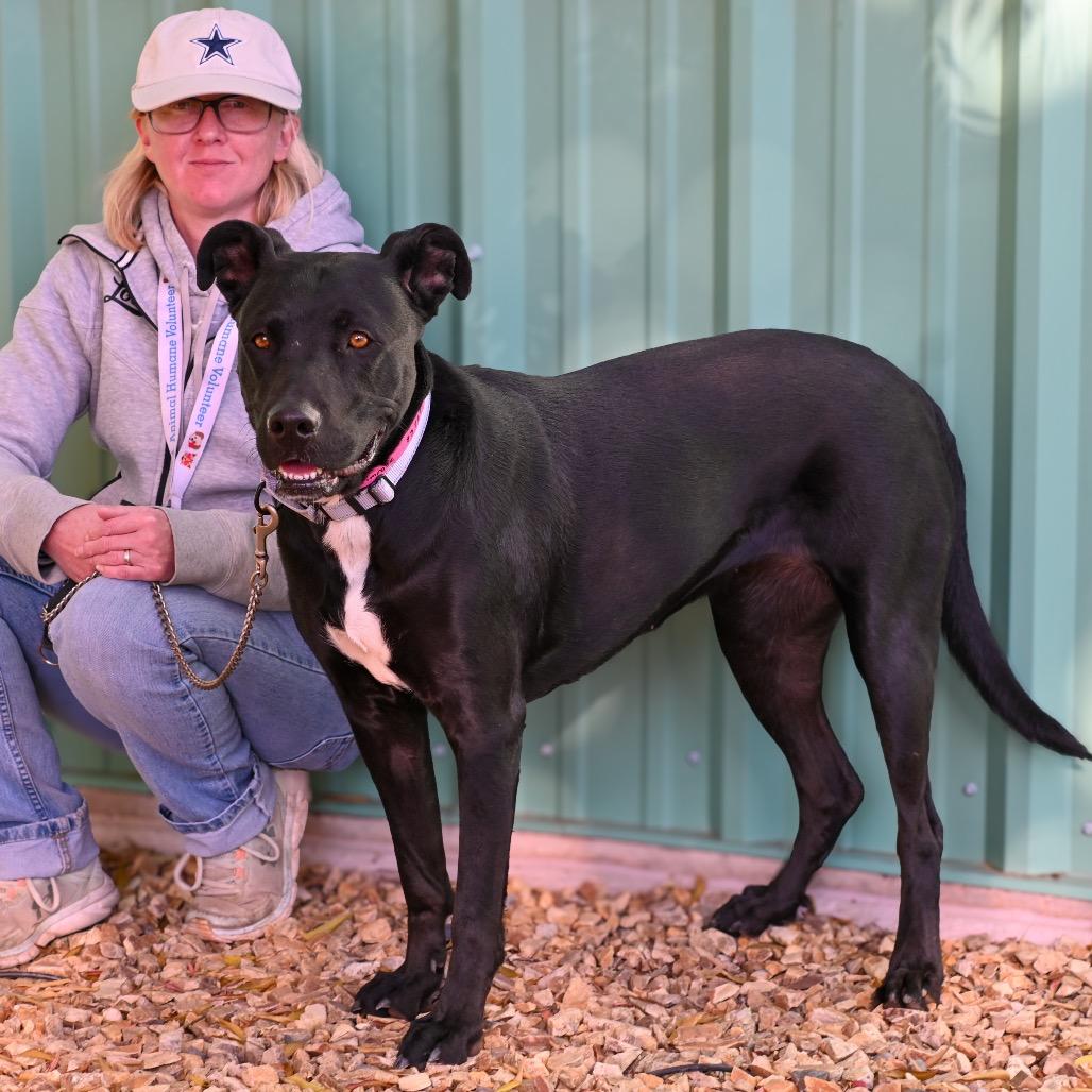 Enlarge Primrose, a Adoptable mixed breed in Albuquerque, NM image 5/5