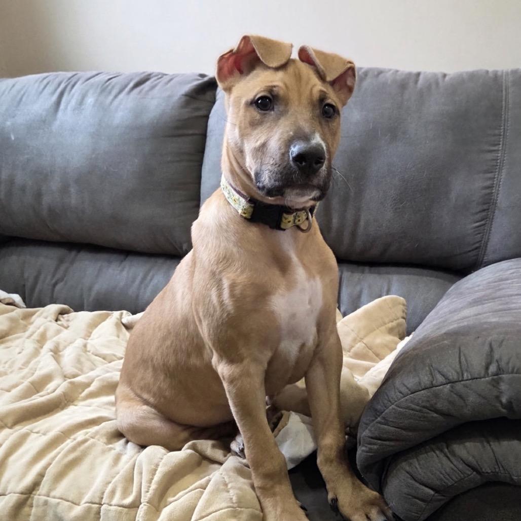 Fayah, Adoptable, Puppy Female German Shepherd Dog & Pit Bull Terrier.