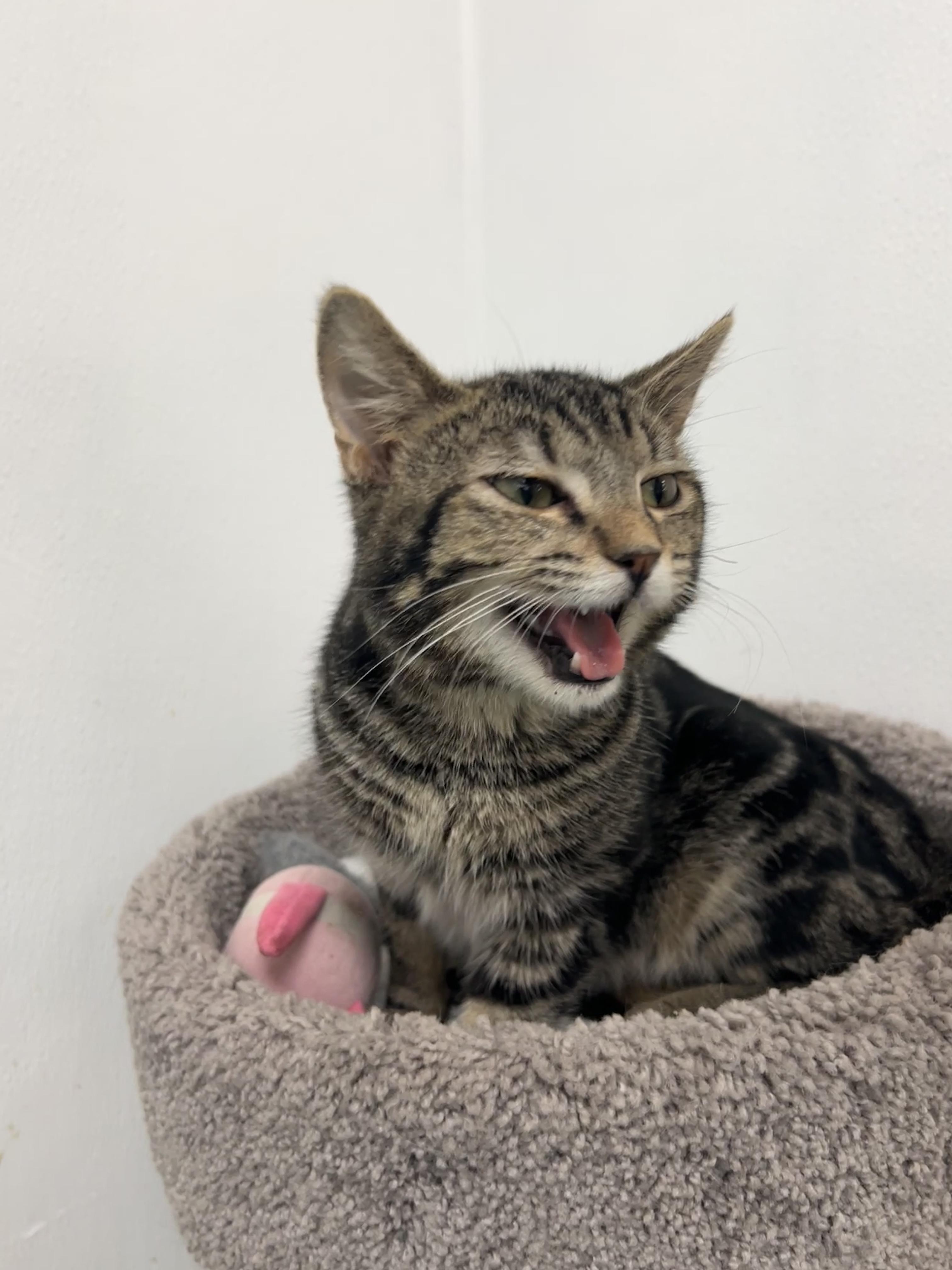 Enlarge Valentino, an adopted mixed breed in Bradenton, FL image 5/5