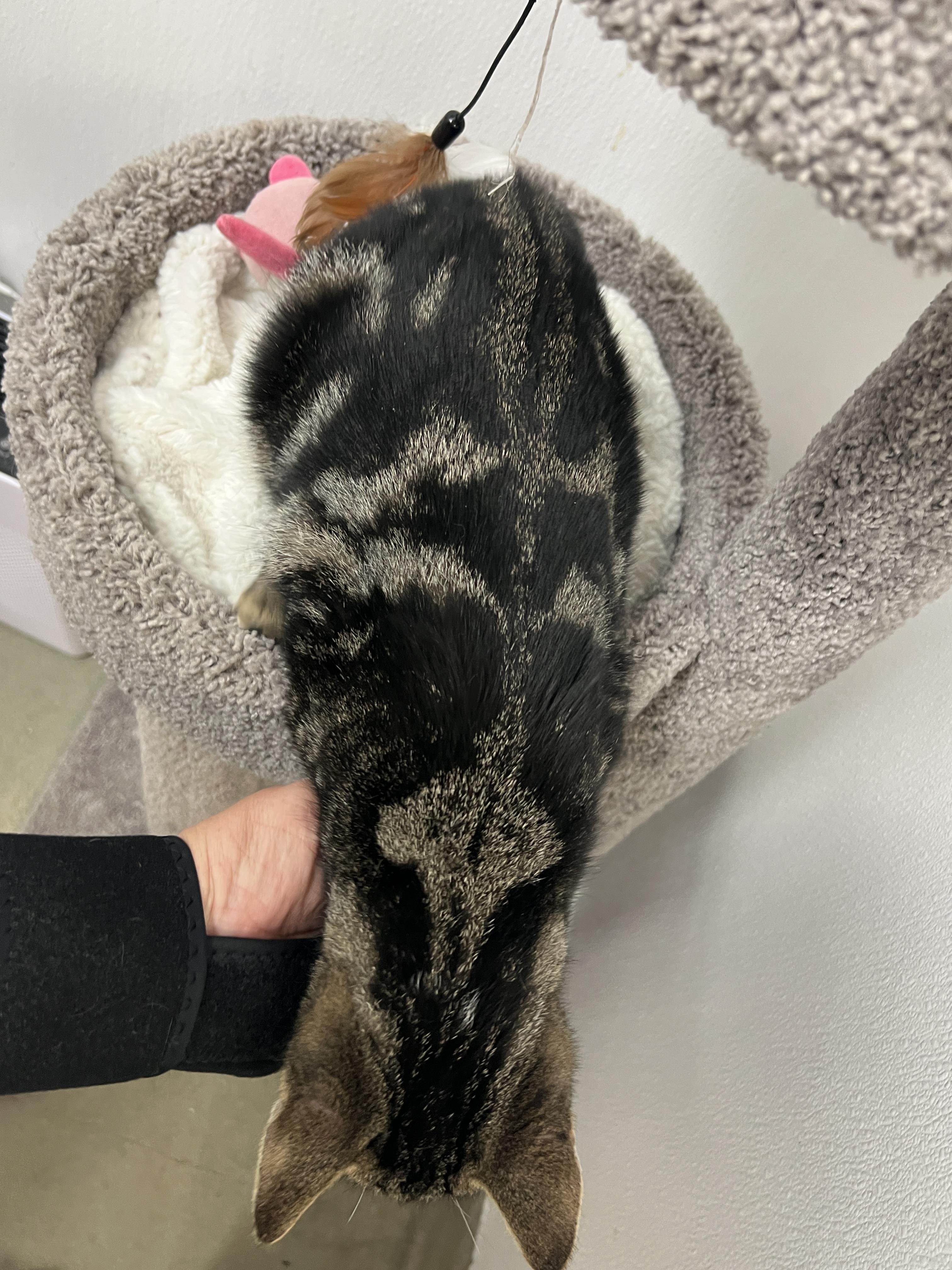 Enlarge Valentino, an adopted mixed breed in Bradenton, FL image 3/5